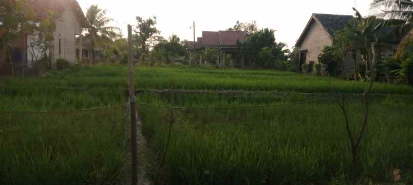 dijual tanah dijual tanah sawah di desa