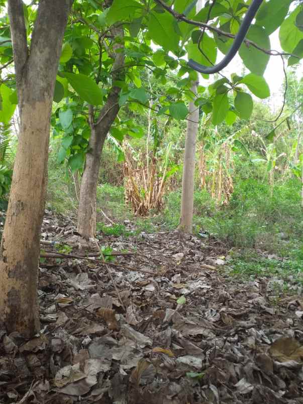 dijual tanah dsn sebani tanjang ngono