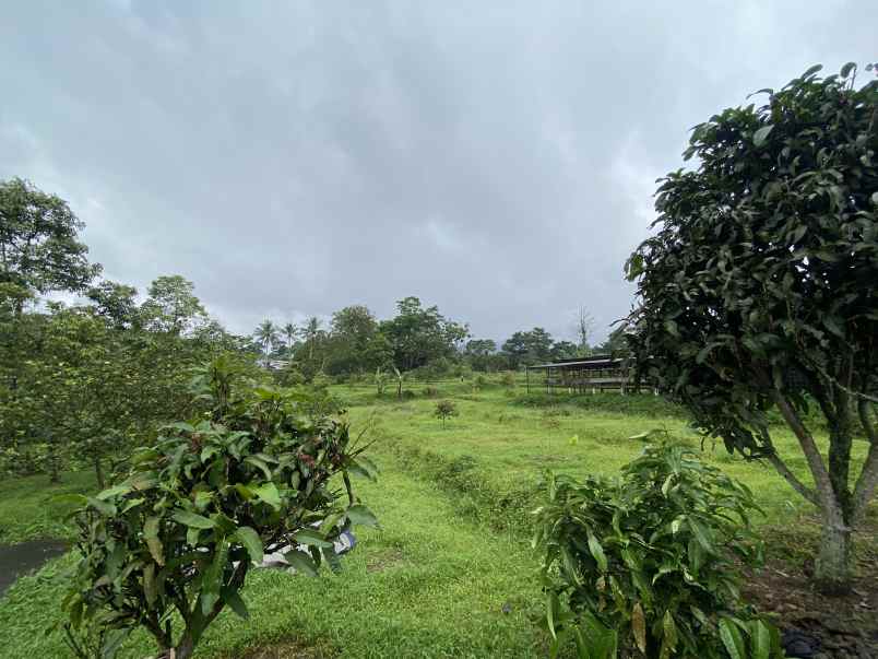 dijual tanah jl cibalung cijeruk bogor