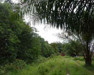 dijual tanah jl desa pangkalan benteng