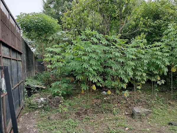 dijual tanah jl palagan km 10 rejodani