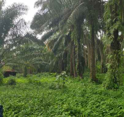 dijual tanah jl pangkalan benteng desa