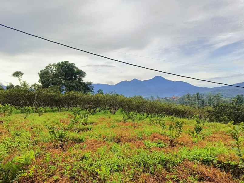 dijual tanah kebun jambu seluas 17 000