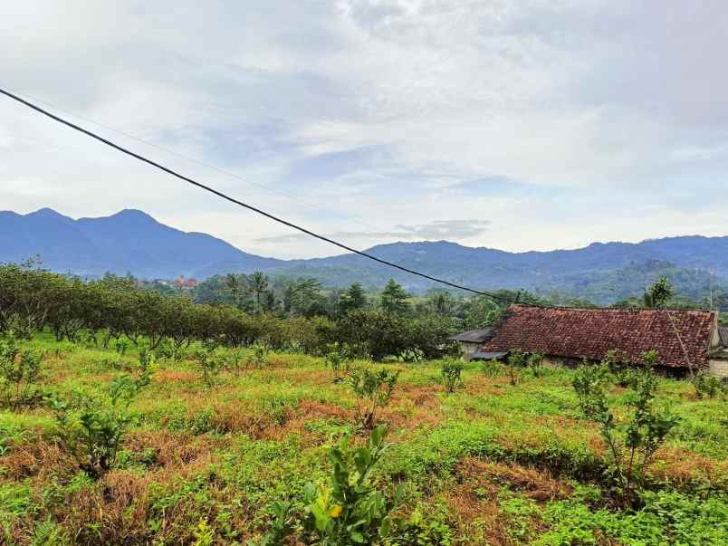 dijual tanah kebun jambu seluas 17 000