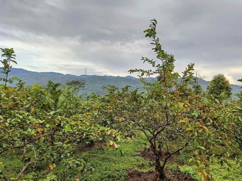 dijual tanah kebun jambu seluas 17 000