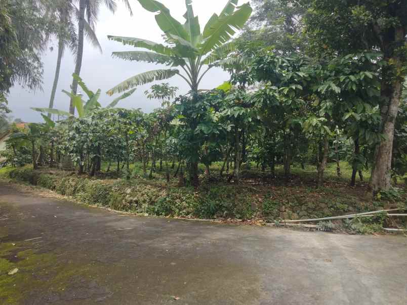 dijual tanah kebun kopi lingkungan penduduk