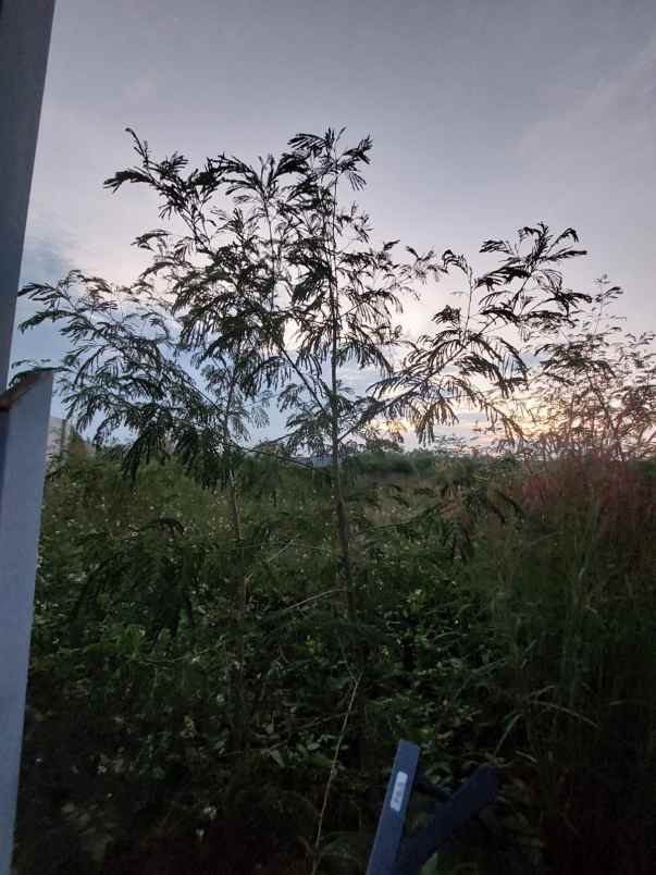 dijual tanah margorejo centong gondang