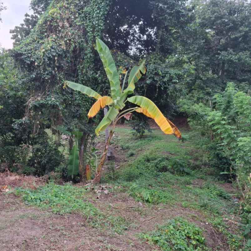dijual tanah pantai kelencung