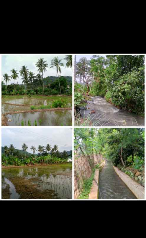 Tanah Produktif Bisa Untuk Bikin Kolam Vila Cijambe Subang