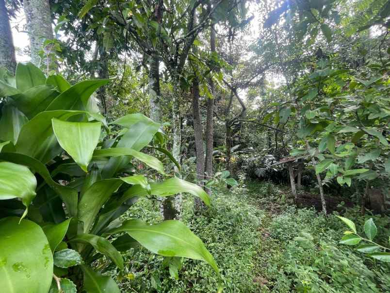 dijual tanah subang