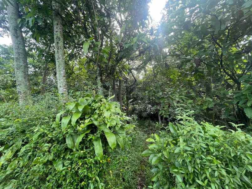 dijual tanah subang