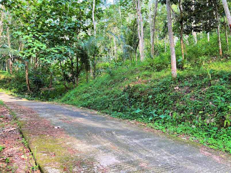 dijual tanah subur 2 hektar kerjo karanganyar