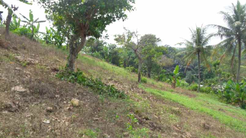 dijual tanah tanah di gg seroja desa