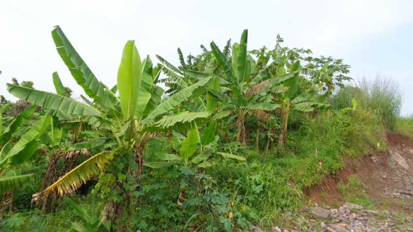 dijual tanah tanah di gg seroja desa