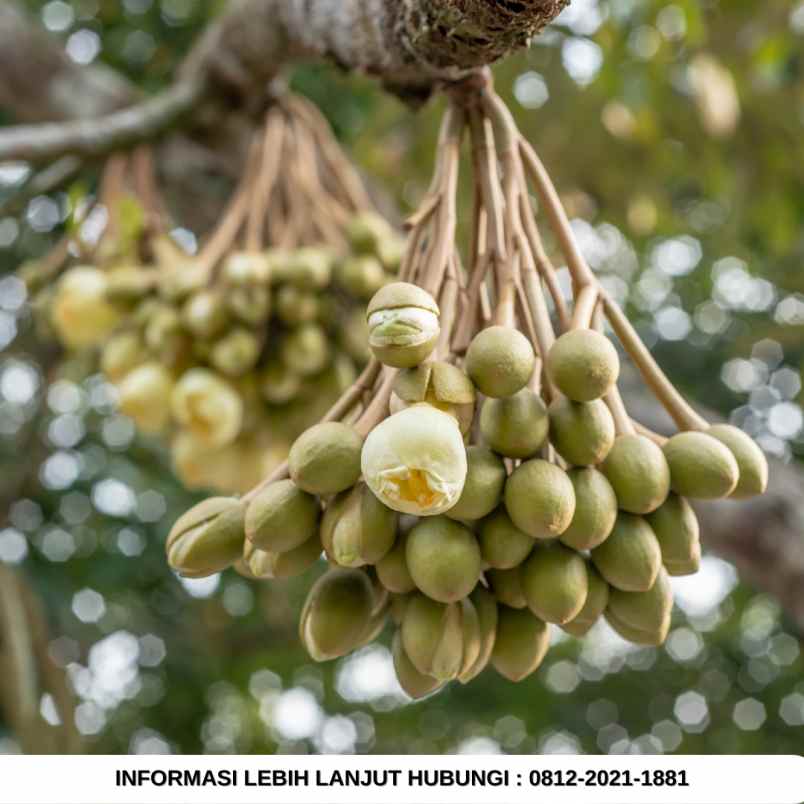 jual kebun durian musang king di bogor