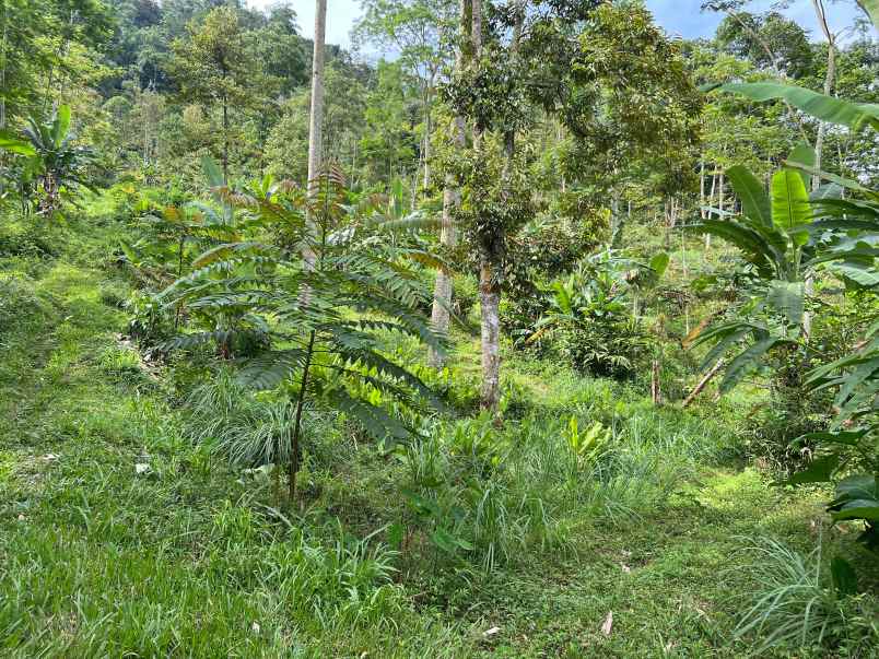 kebun durian 1237m kawasan wisata kemuning karanganyar
