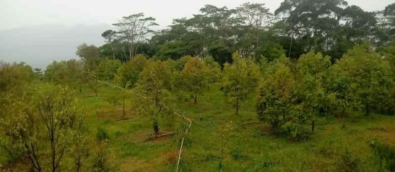 kebun durian produktif subang jawa barat