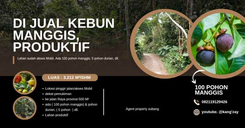kebun manggis 100 pohon subang jawa barat