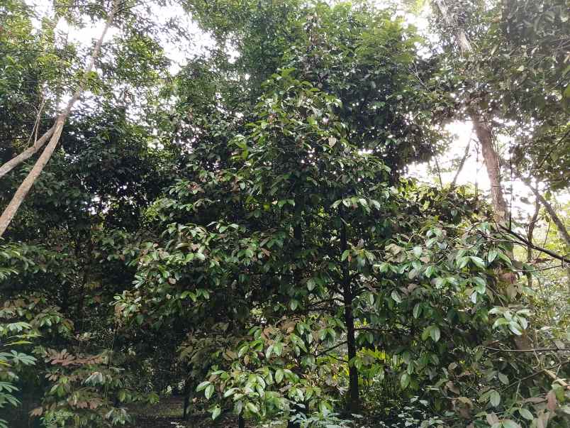 kebun manggis 100 pohon subang jawa barat