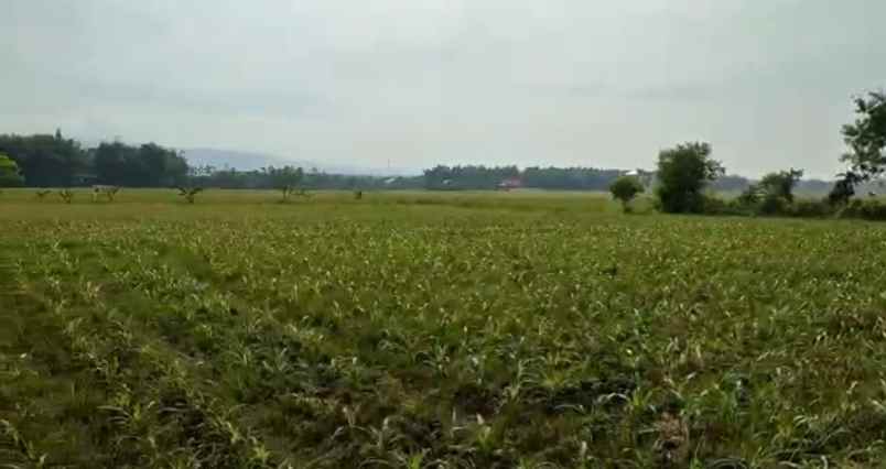 persawahan di tuban jatim 350rb meter 0 jalan raya
