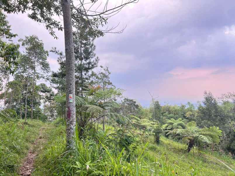 tanah 275 juta kawasan wisata ngargoyoso