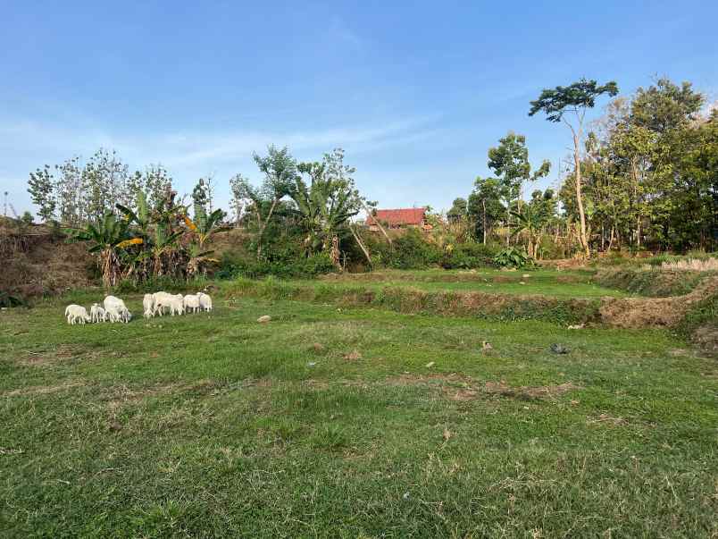 tanah 6746m cocok untuk kebun sragen