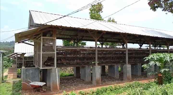 tanah bangunan kandang ayam petelur subang jawa barat
