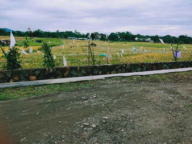 tanah karangpandan karanganyar