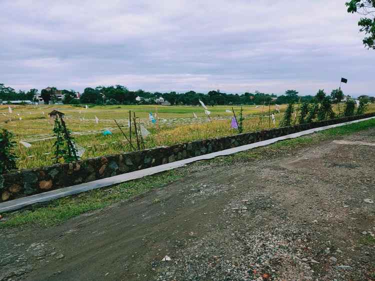 tanah karangpandan karanganyar