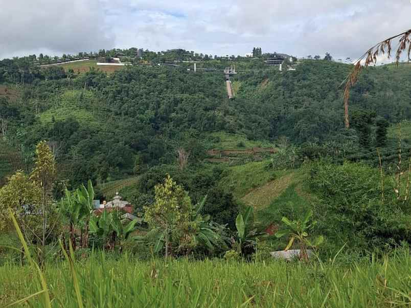 tanah kebun aktif desa sukaresmi cianjur