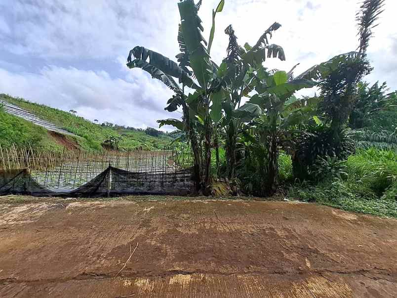 tanah kebun aktif desa sukaresmi cianjur