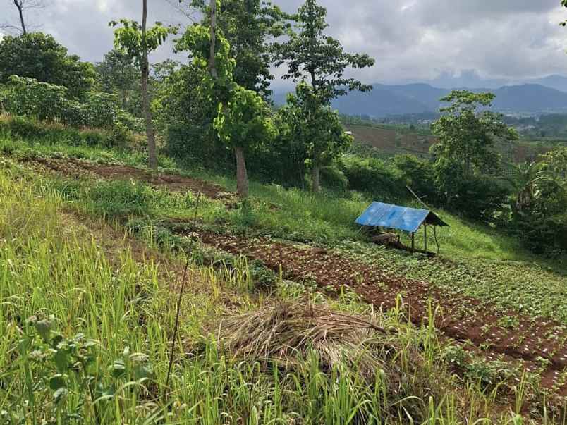 tanah kebun aktif desa sukaresmi cianjur