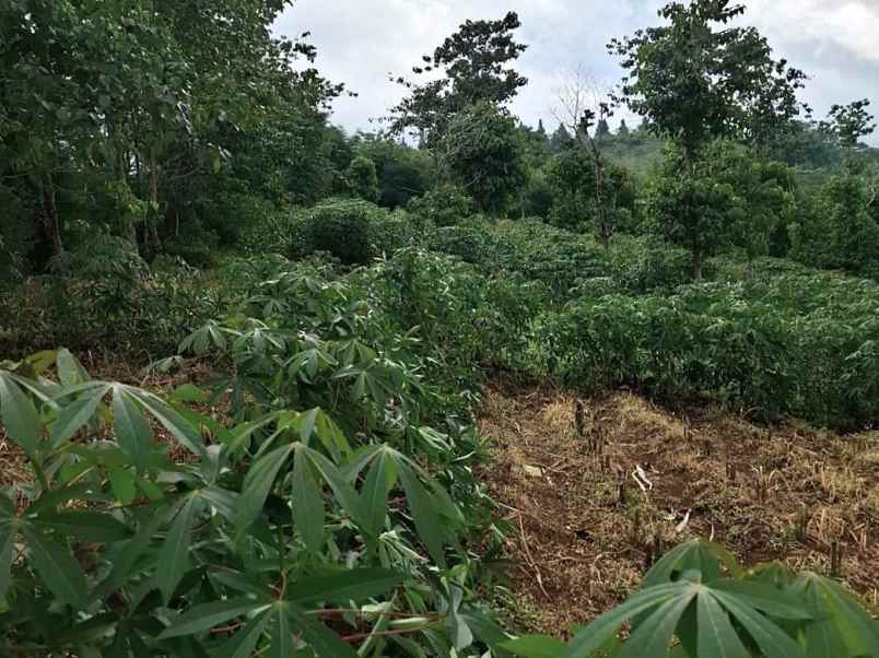 tanah kebun aktif desa sukaresmi cianjur