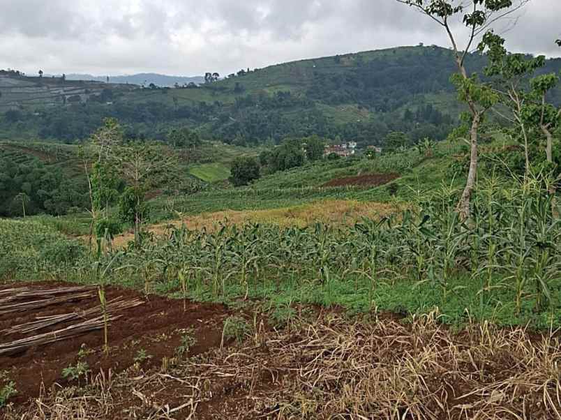 tanah kebun aktif desa sukaresmi cianjur