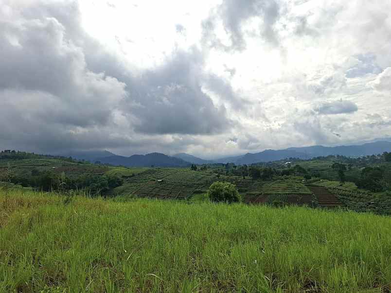 tanah kebun aktif desa sukaresmi cianjur