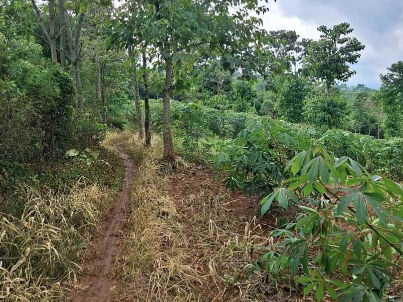 tanah kebun aktif desa sukaresmi cianjur