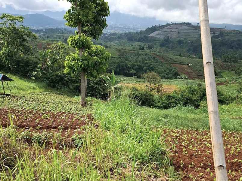 tanah kebun aktif desa sukaresmi cianjur