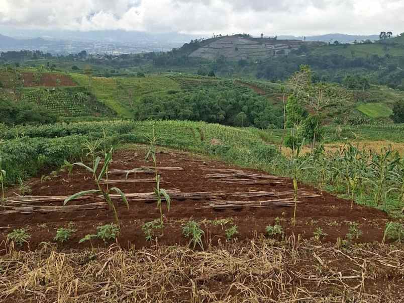 tanah kebun aktif desa sukaresmi cianjur
