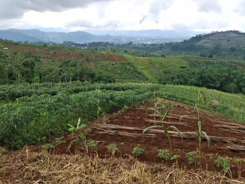tanah kebun aktif desa sukaresmi cianjur