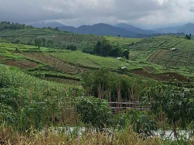 tanah kebun aktif desa sukaresmi cianjur
