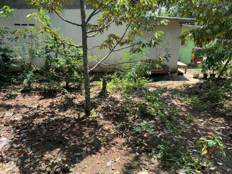 tanah kebun durian hanya 85 juta karanganyar