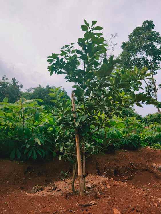 tanah mojogedang karanganyar