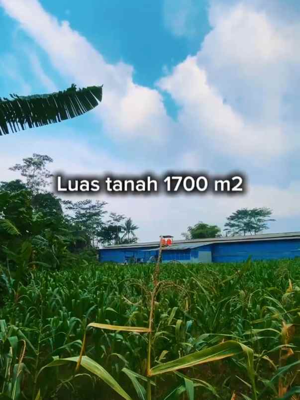 tanah murah banget di karangmalang gunung pati mijen