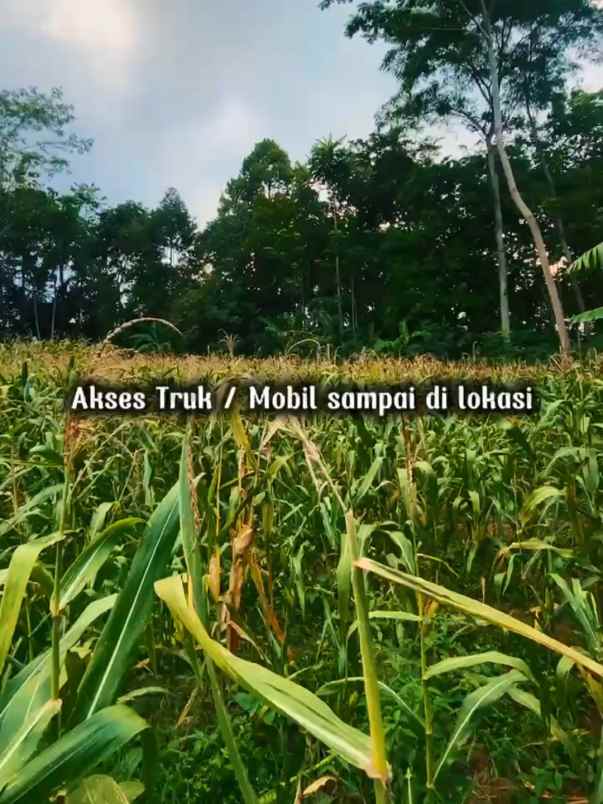 tanah murah banget di karangmalang gunung pati mijen