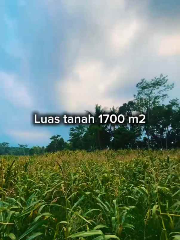tanah murah banget di karangmalang gunung pati mijen