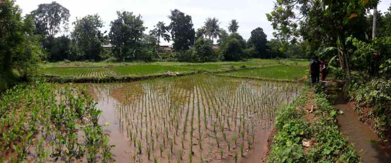 tanah pagaden kab subang