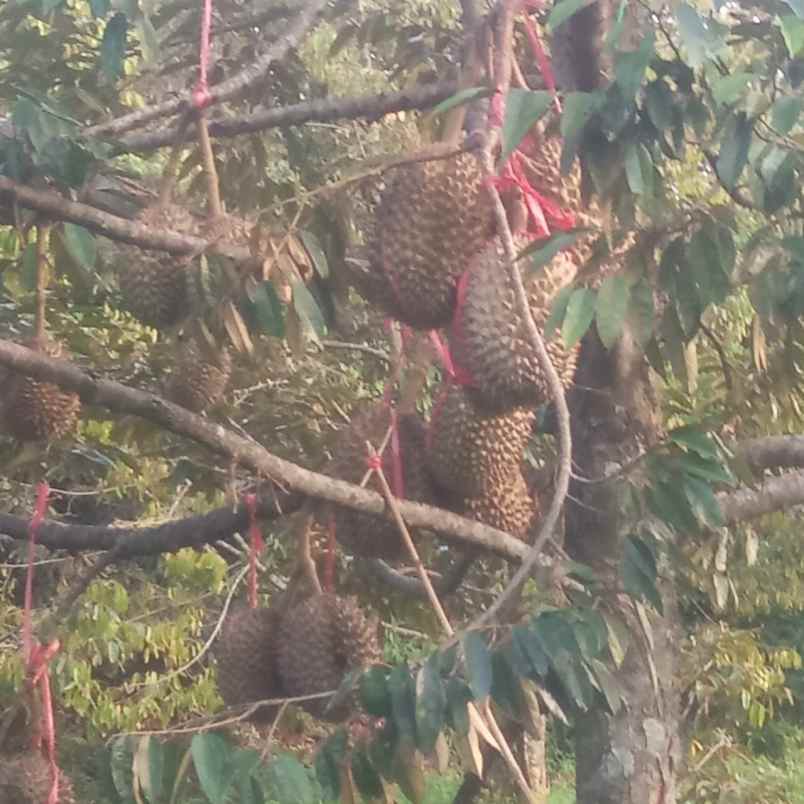 tanah pekalongan jawa tengah