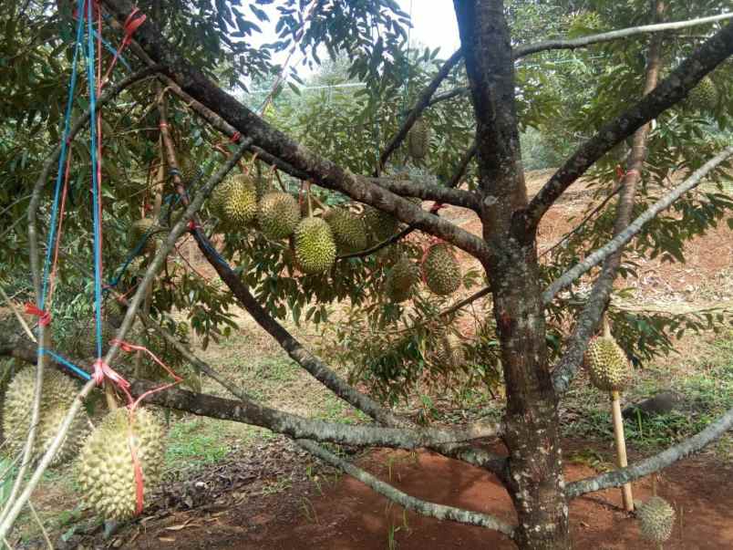 tanah pekalongan jawa tengah