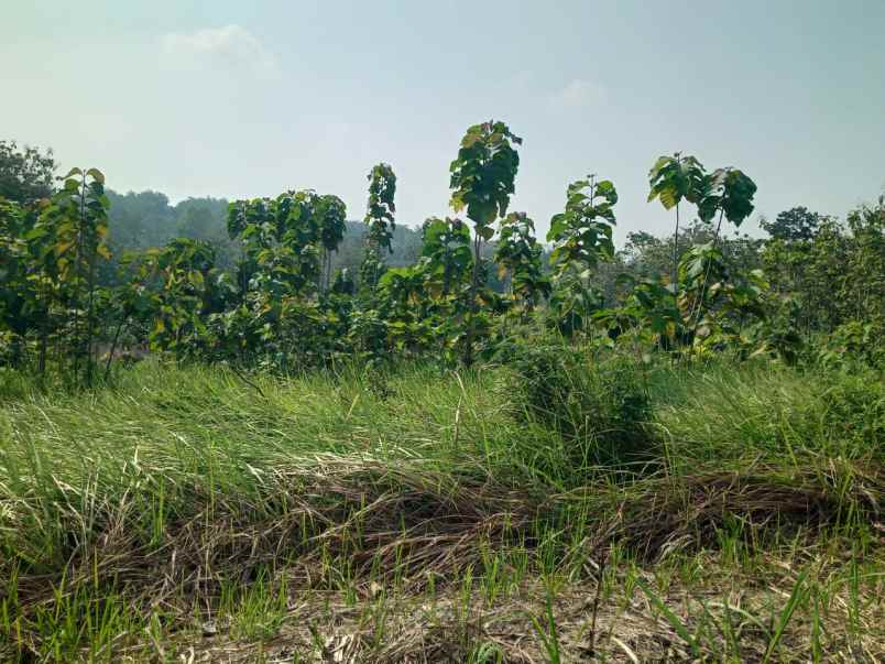 tanah pekarangan zona kuning dijual cepat 8000 mt2