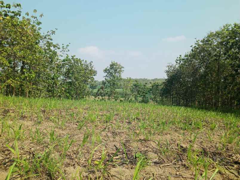 tanah pekarangan zona kuning dijual cepat 8000 mt2